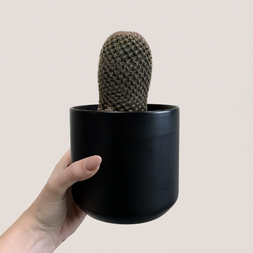 Cactus 4in
