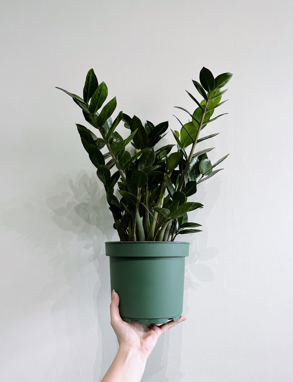 ZZ PLANT 6IN